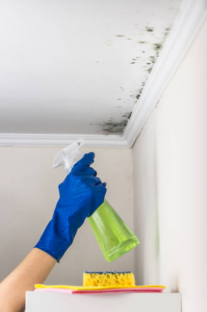 Best Post-Flood Mold Remediation in USA